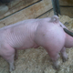 Illustration for article titled Piggy Poop Balls Has Been Doxxed (Photo NSFW Because Pig Has Giant Poop-Smeared Balls)